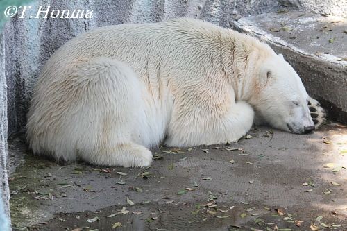 今日のお昼寝キロル　５月５日　浜松市動物園