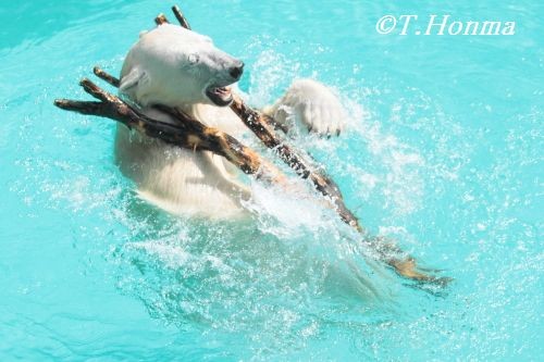 ５月２６日のキロル君　朝の日課編　　浜松市動物園