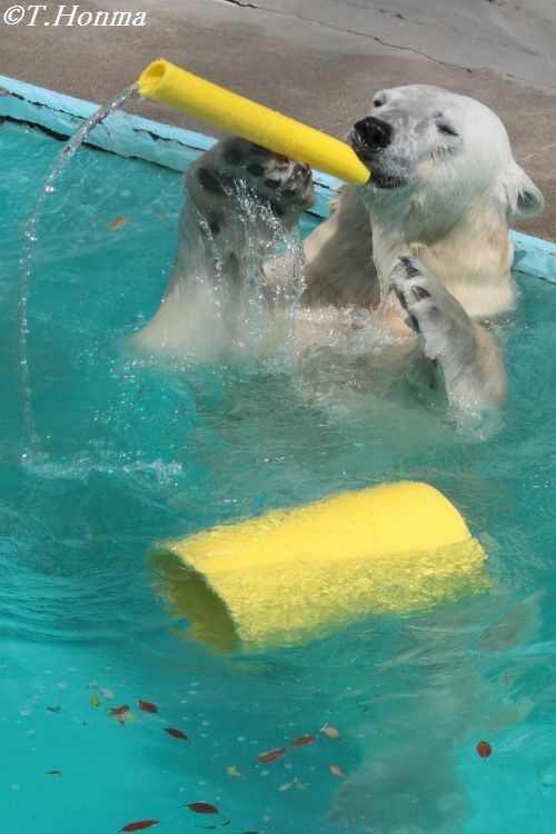 ５月２６日のキロル君　黄色の筒遊び編　　浜松市動物園