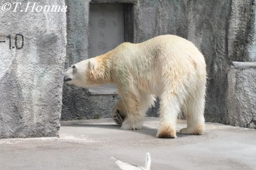 ５月２６日のキロル君　ぷちおやつタイム編　　浜松市動物園