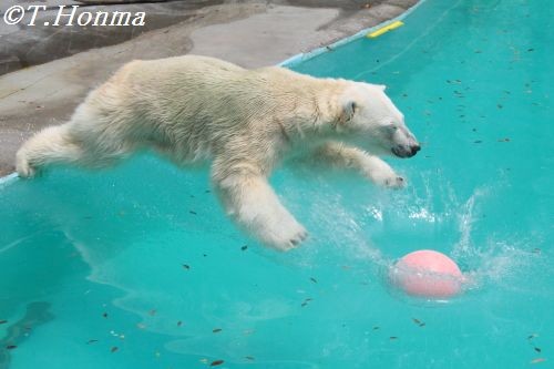 ５月２６日のキロル君　ブイ遊び編　　浜松市動物園