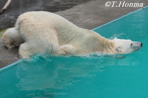 ５月２６日のキロル君　おやつタイム編　　浜松市動物園