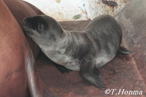 アシカの赤ちゃんが生まれてました　６月２３日浜松市動物園