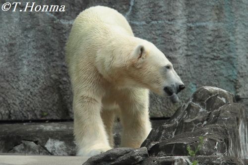 ６月２３日　キロル　浜松市動物園　開園から３０分