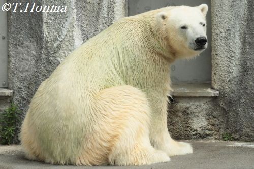 ６月２３日　キロル　浜松市動物園　９時半から３０分