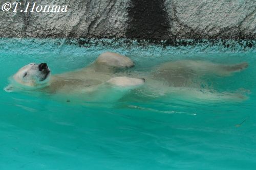 ６月２３日　キロル　浜松市動物園　１０時半頃から１１時過ぎまで