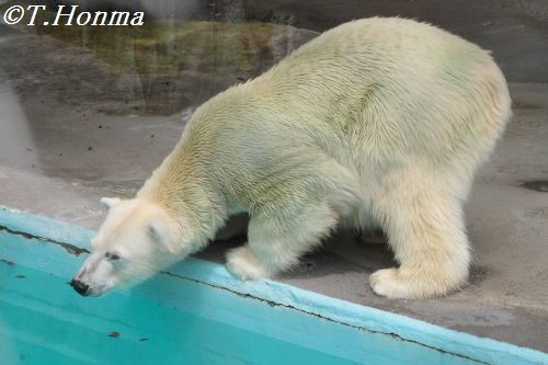 ６月２３日　キロル　浜松市動物園　１０時半頃から１１時過ぎまで続き