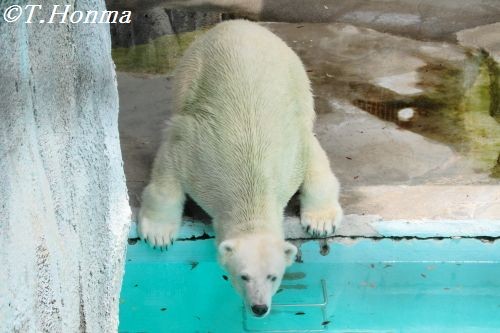 ６月２３日　キロル　浜松市動物園 １１時１０分から３０分