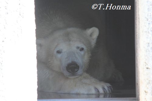 キロルの一番長い日　8月25日　浜松市動物園　その１