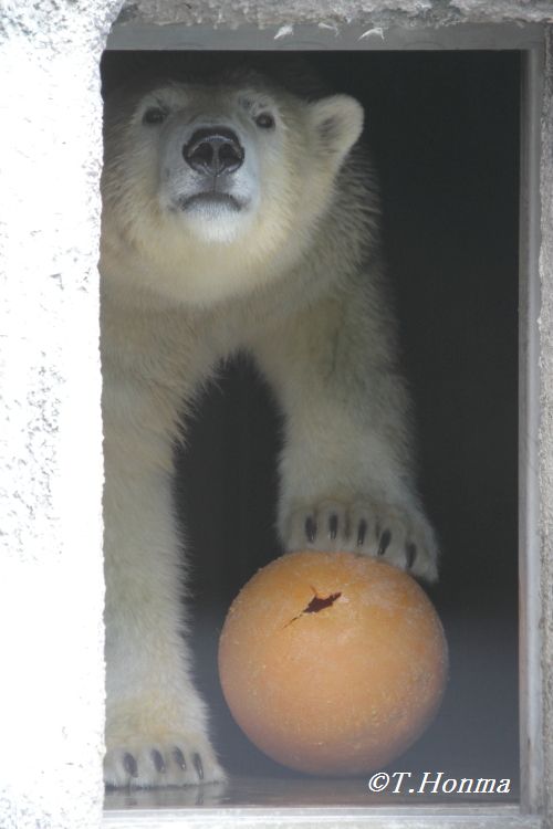 キロルの一番長い日　8月25日　浜松市動物園　その3