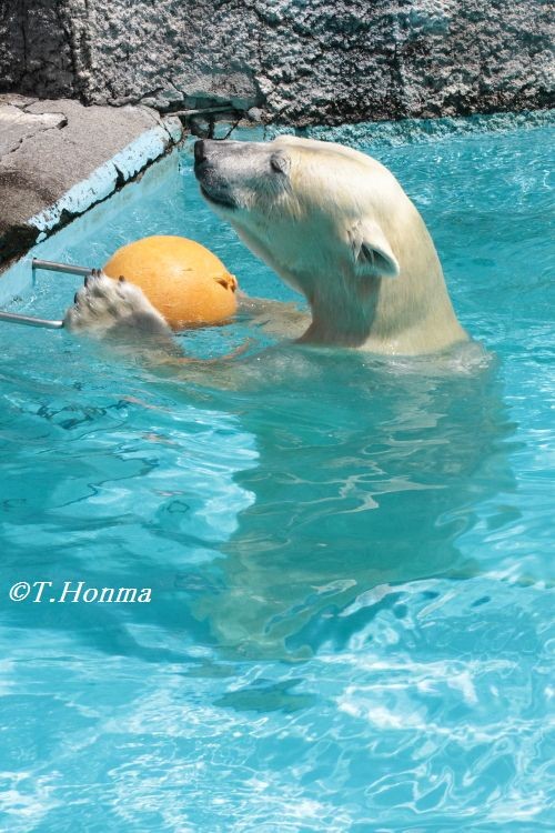 キロルの一番長い日　8月25日　浜松市動物園　その4