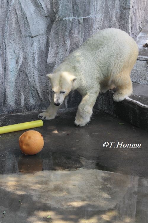 キロルの一番長い日　8月25日　浜松市動物園　その5