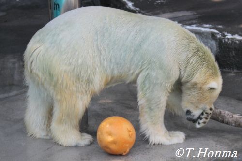 キロルの一番長い日　8月25日　浜松市動物園　その６