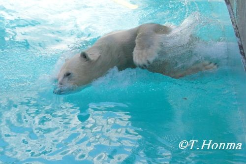 キロルの一番長い日　8月25日　浜松市動物園　その７