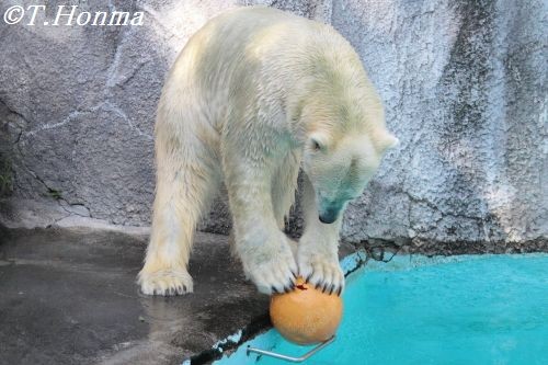 キロルの一番長い日　8月25日　浜松市動物園　その８