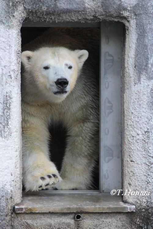 キロルの一番長い日　8月25日　浜松市動物園　その９