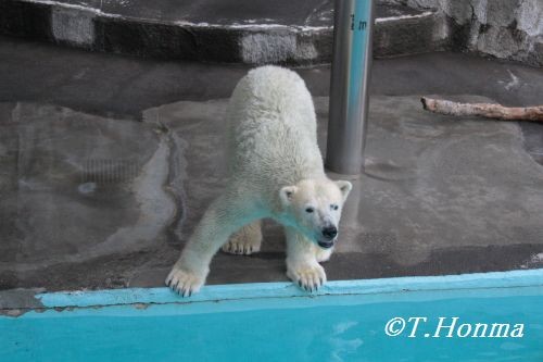 キロルの一番長い日　8月25日　浜松市動物園　その１０