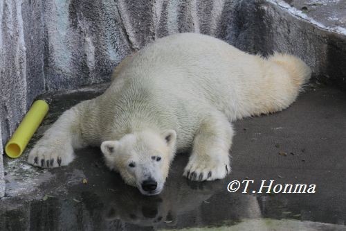 昨日のキロル　１０月８日　浜松市動物園