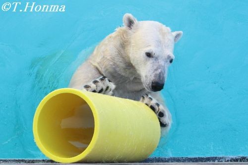 11月18日　朝のキロル君　浜松市動物園