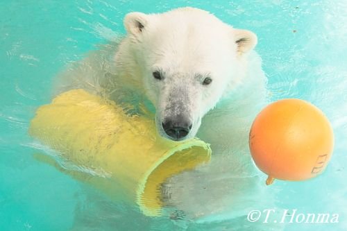 久々の今日のキロル　3月19日浜松市動物園