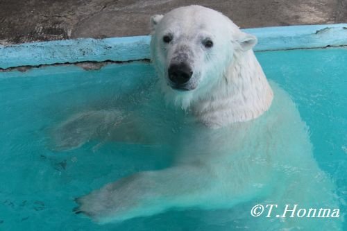 キロル君はお客さんを見ています