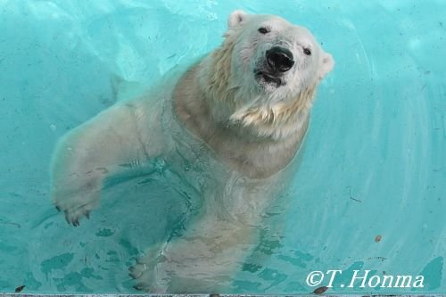 5月18日のキロル　浜松市動物園