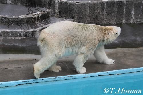 今朝のキロル　6月2日　浜松市動物園