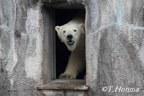 昨日のキロル　６月２０日　浜松市動物園