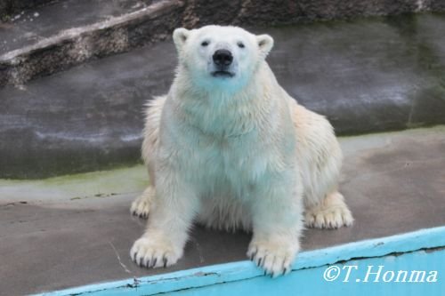 昨日のキロル　６月２０日　浜松市動物園その２