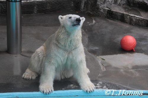 6月20日のキロル　おやつタイムから閉園まで