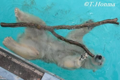 7月27日のキロル　浜松市動物園