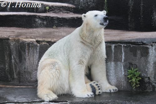 7月27日のキロル　浜松市動物園 日陰でくつろぎ～おもちゃ投入まで