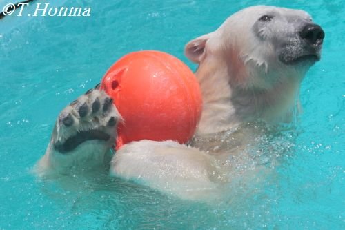 7月27日のキロル　浜松市動物園 お昼のキロル～すっきりまで