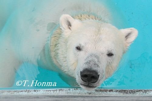 今日のキロルのおやつタイム　8月29日　浜松市動物園