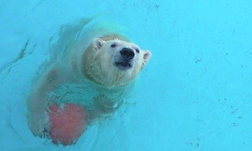 １０月２日　今日のキロル 浜松市動物園