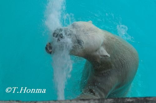 木曜日のキロル君　それ、遊び？　10月17日浜松市動物園