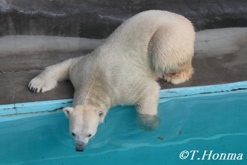 １１月のキロル　浜松市動物園