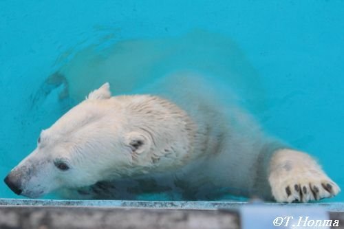 今日のキロル　『見られちゃいました』　12月5日　浜松市動物園