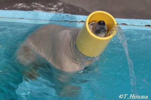 今日のキロル　　１２月６日　浜松市動物園