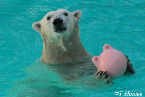 12月７日　　誕生会前日のキロル　浜松市動物園