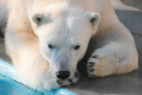 今日のキロル　1月28日　浜松市動物園