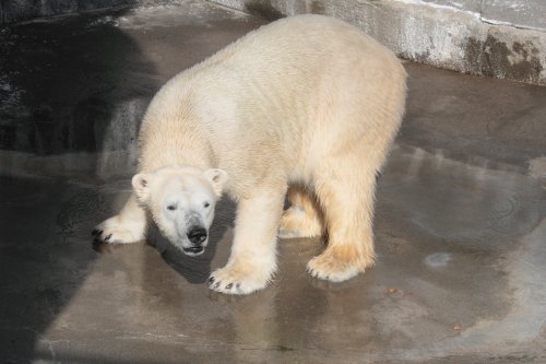 12月9日　浜松市動物園　キロル巨大ブイに遭遇