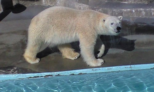 ２月９日 今日のキロル 浜松市動物園