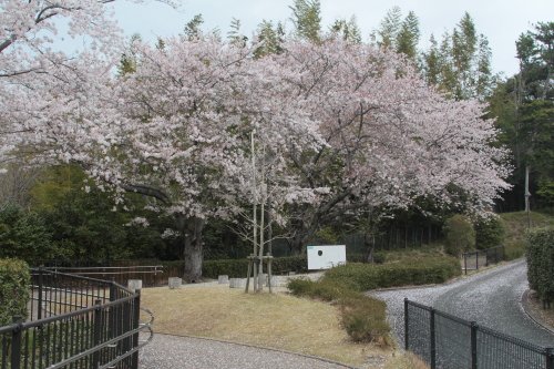 ４月　桜