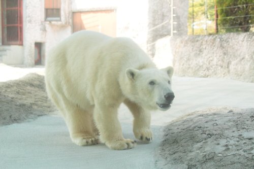 ４月９日のポロロ　とくしま動物園