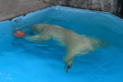 ７月５日のキロル　浜松市動物園