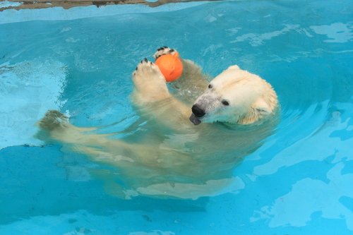 ７月５日のキロル　浜松市動物園　その３