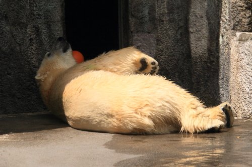 ７月５日のキロル　浜松市動物園　その４