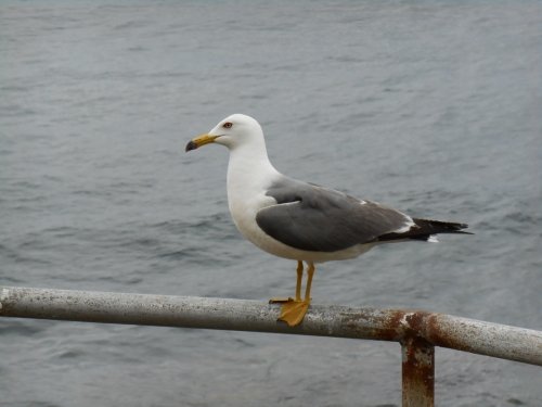 ぶら鉄矢(利尻島)！・・・in鉄矢家