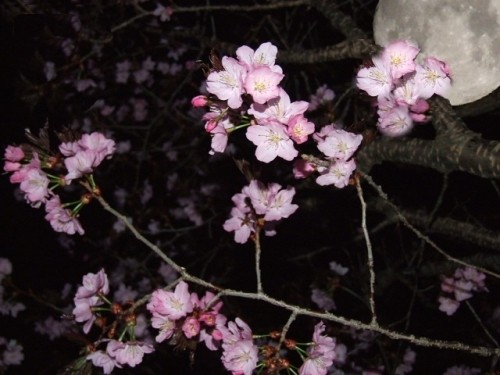 夜桜